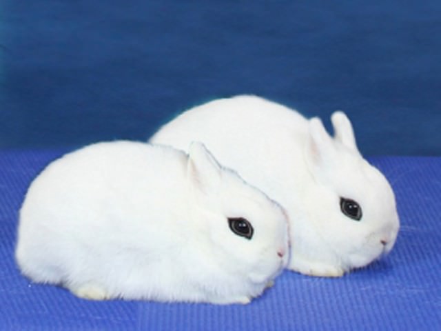 うさぎの品種：ドワーフホト